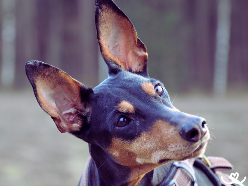 Německý pinč vypadá jako zdrclý dobrman