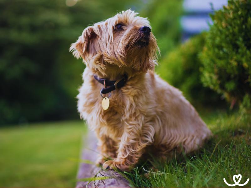 Norfolský teriér se hodí k dětem i seniorům