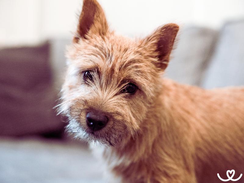 Norvičský teriér má stále dobrou a hravou náladu