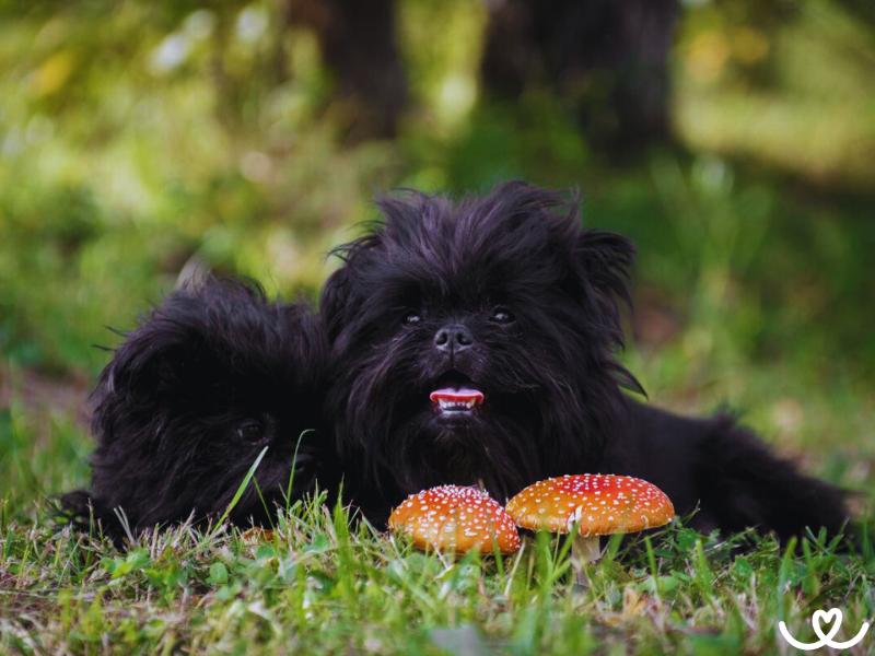 Opičí pinč je věrný pes, ale umí i pořádně žárlit
