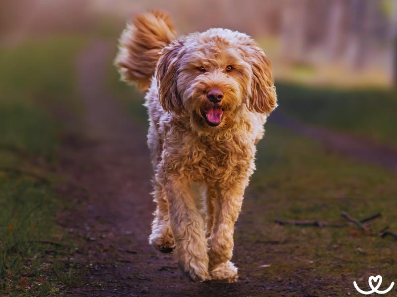 Otterhound či vydrař je mistr na lov vyder