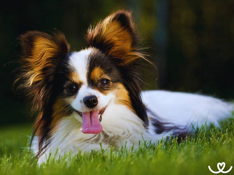 Papillon vypadá jako motýl zkřížený se psem