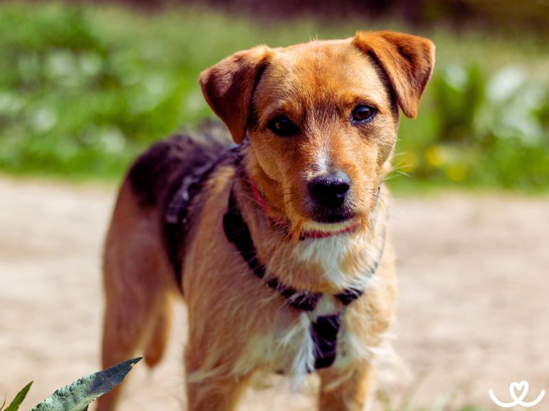 Patterdale teriér je doma kliďas, ale venku k neutahání