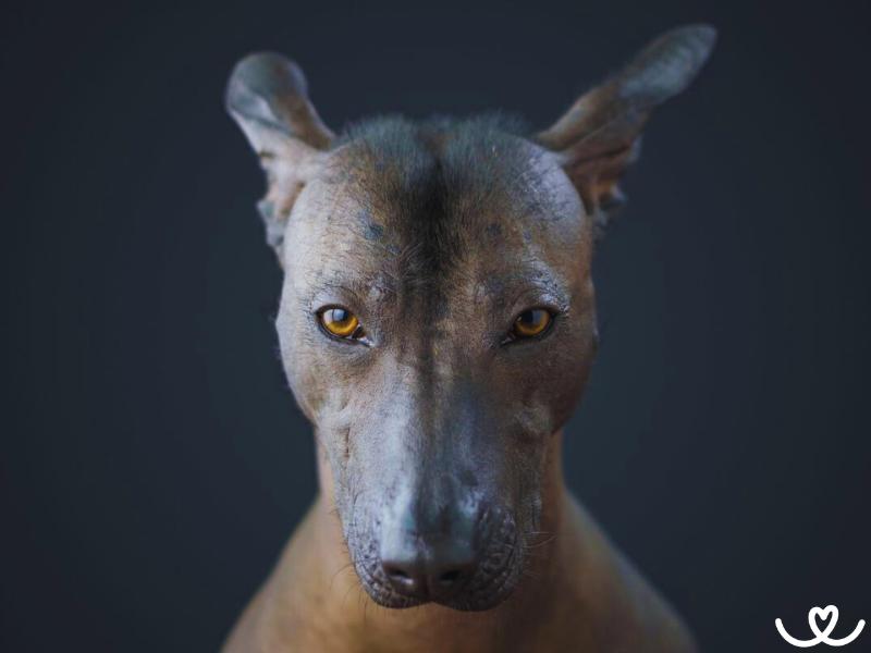 Peruánský naháč není žádný gaučový psí povaleč