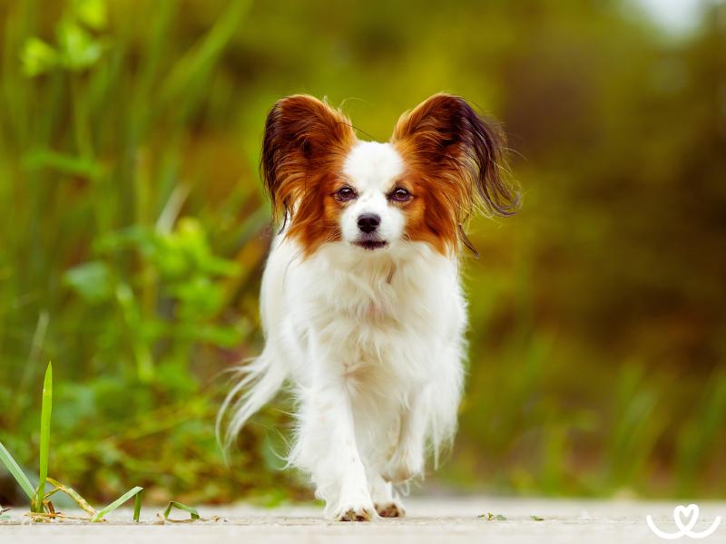 Phaléne je malý pejsek s velkýma ušima