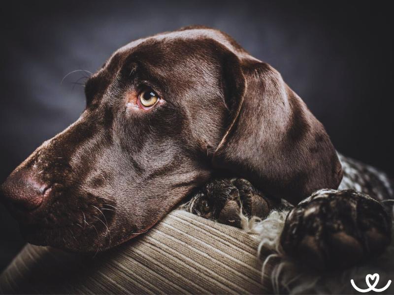 Pointer je chytrý pes nabitý energií