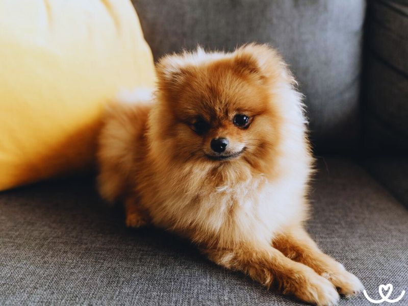 Pomeranian je psí plyšák, co má pořád dobrou náladu