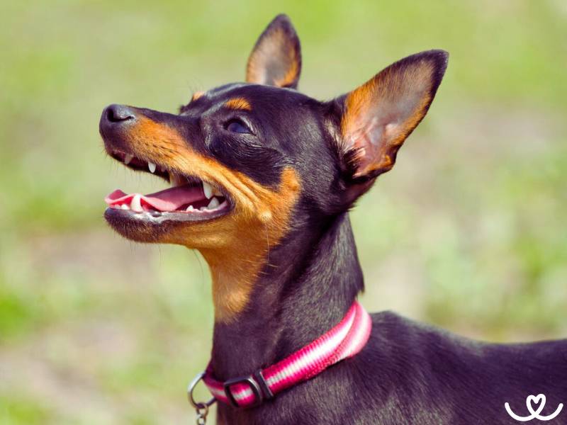 Pražský krysařík se rychle učí a vejde si do tašky