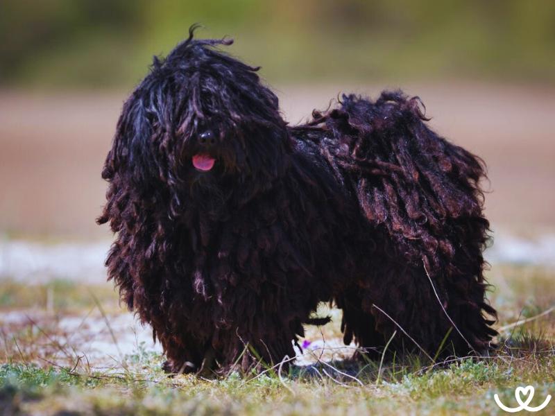 Puli je chytrý pes s kožichem plným dredů