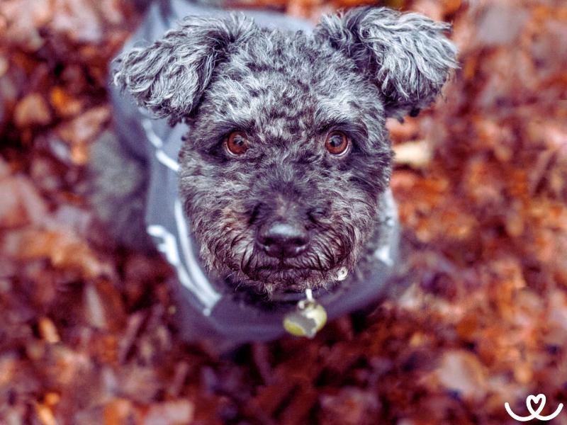 Pumi je kudrnatý pes, co nesmrdí, ale rád štěká