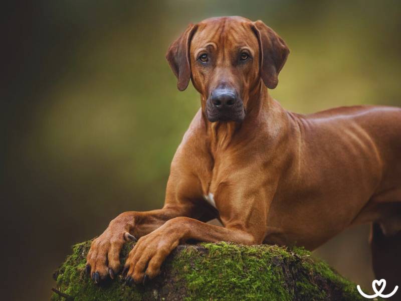 Rhodéský ridgeback lovil lvy, dnes brání svou rodinu