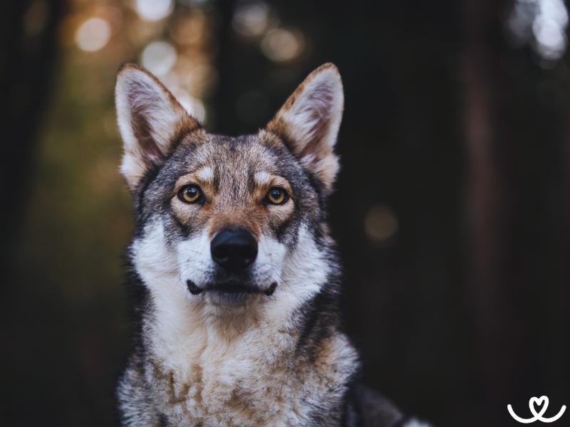 Saarloosův vlčák nezapře své vlčí geny
