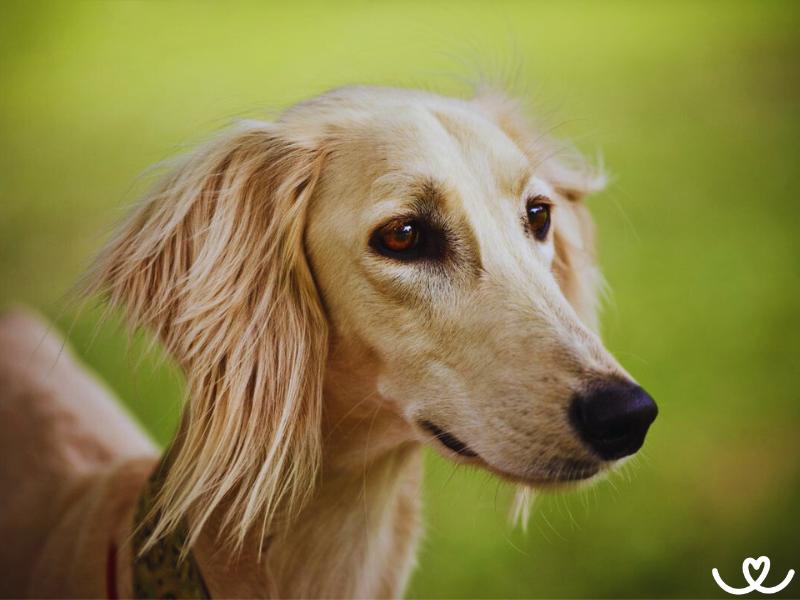 Saluki je psí aristokrat každým coulem