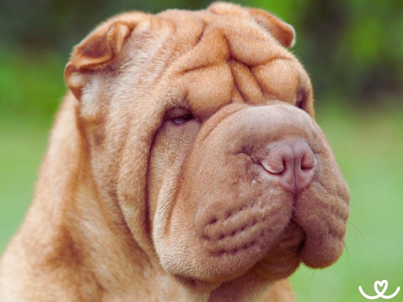 Šarpej je pes, co má o číslo větší kožich