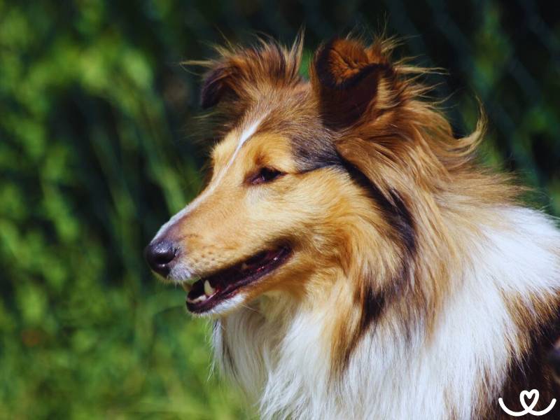 Šeltie je chytrý pes, který si ale pamatuje i lumpárny