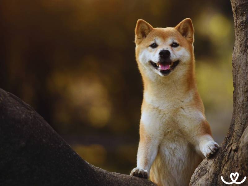 Shiba-inu je tvrdohlavý pes s povahou kočky