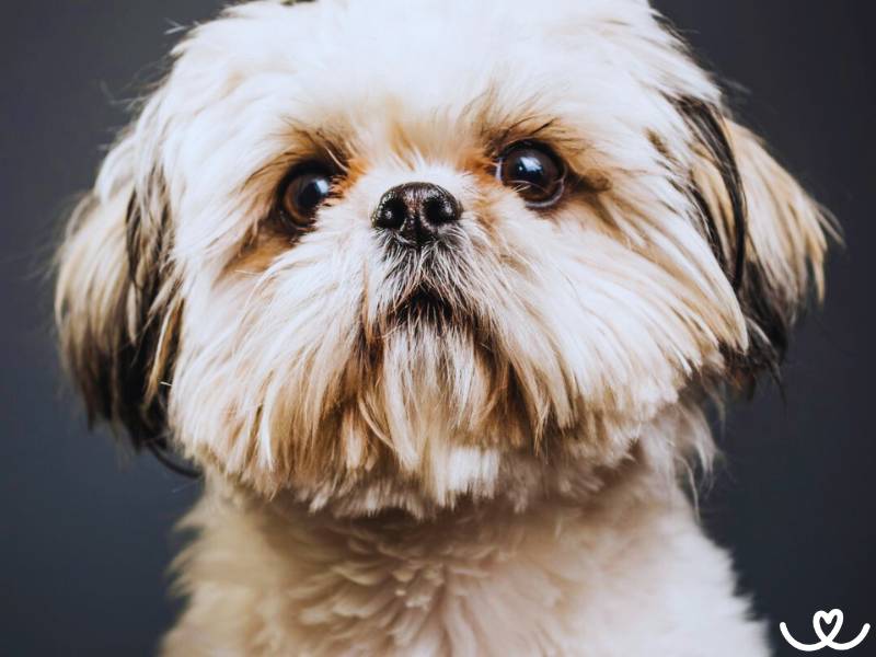 Shih-tzu je elegantní pes s tváří chryzantémy