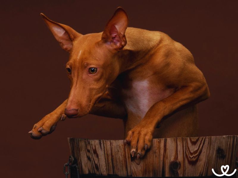 Sicilský chrt je menší skladný pes, co miluje pohyb