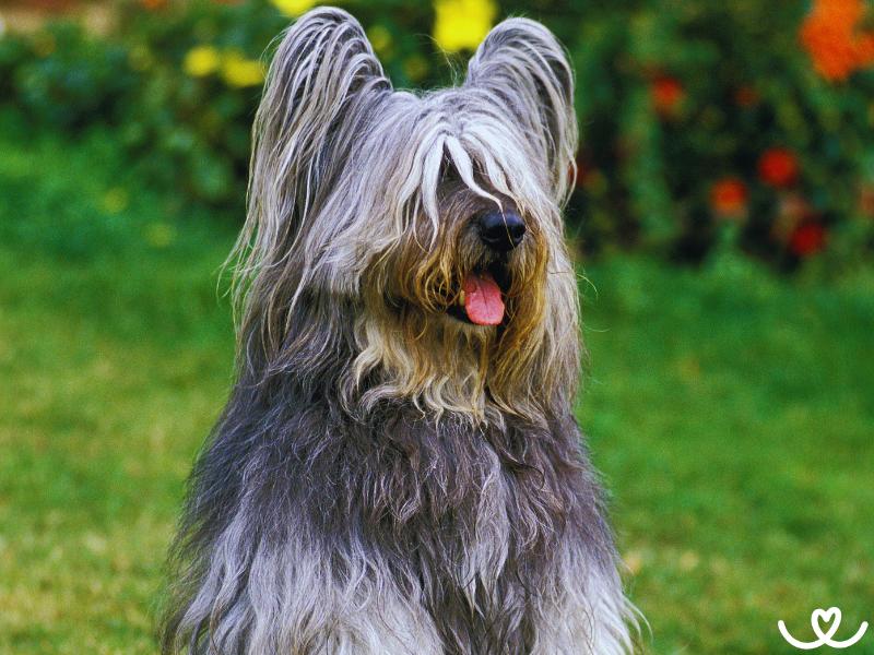 Skye teriér je s dětmi trpělivý a hravý