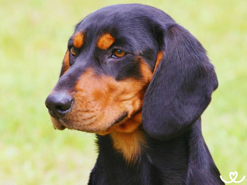 Slovenský kopov je pes, co miluje hrabání a kousání