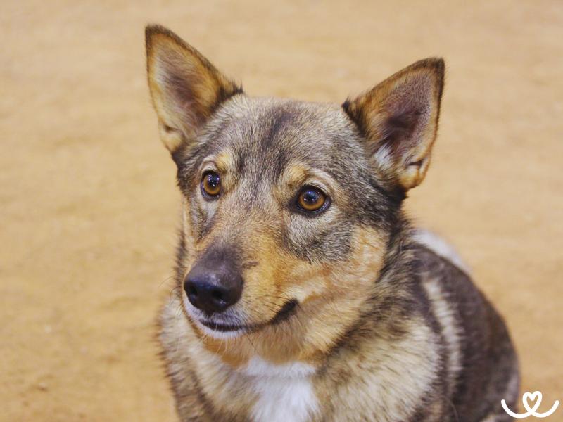 Švédský vallhund je hravý pes z dob vikingů