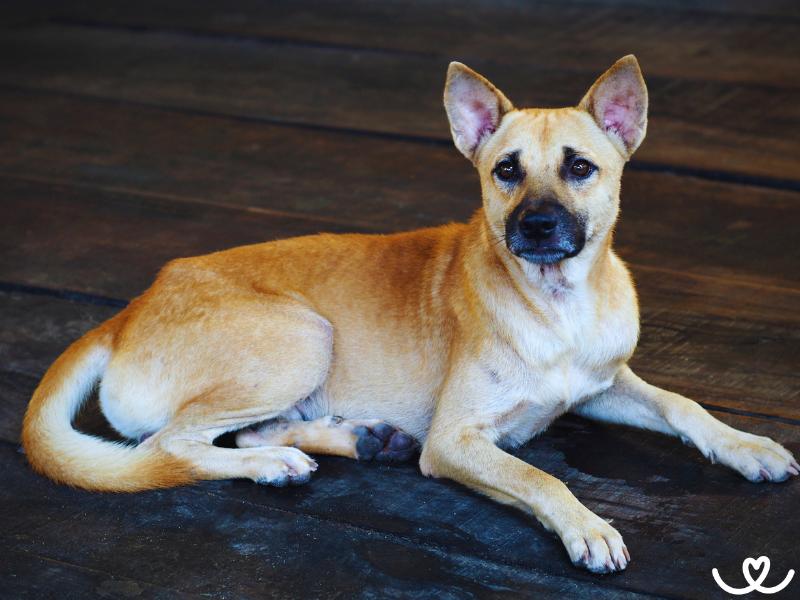 Thajský ridgeback umí skákat jako klokan