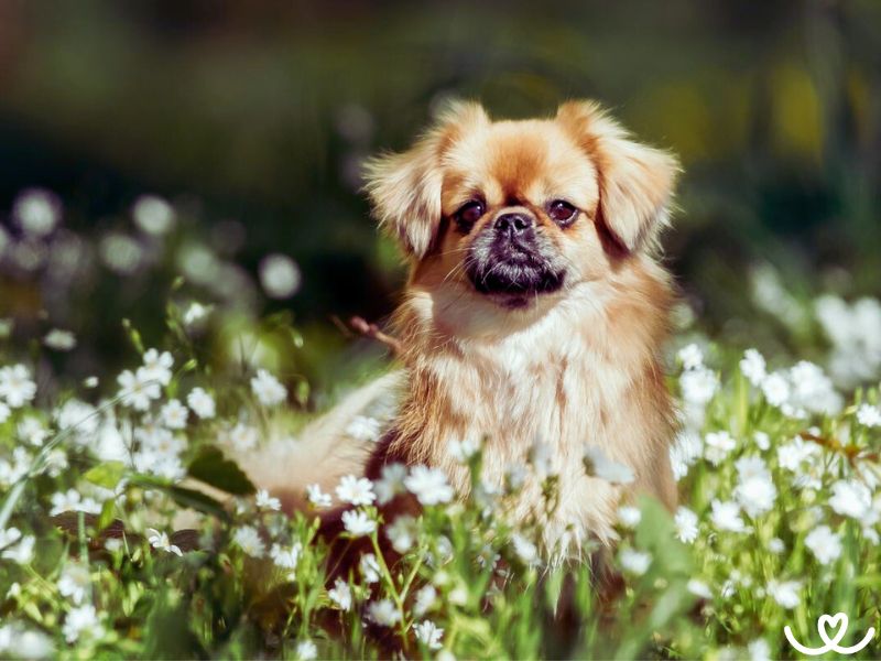 Tibetský španěl je psík s povahou kočky