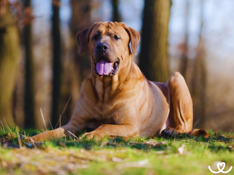 Tosa inu působí jako drsný pes, ale opak je pravdou