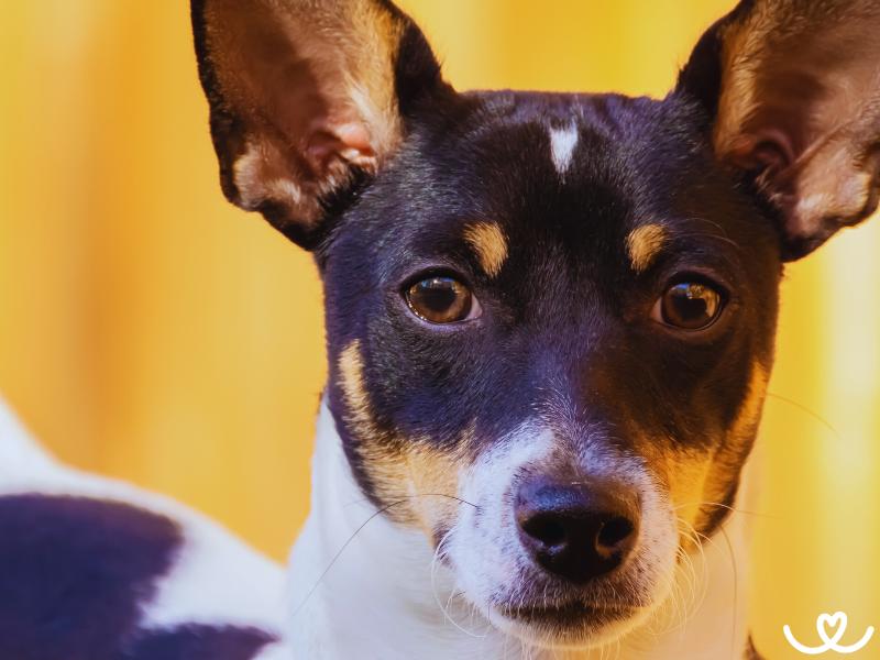 Toy foxteriér je psí kašpárek, co má plno energie