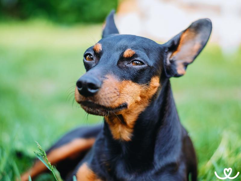 Trpasličí pinč je malý, ale nebojácný pes