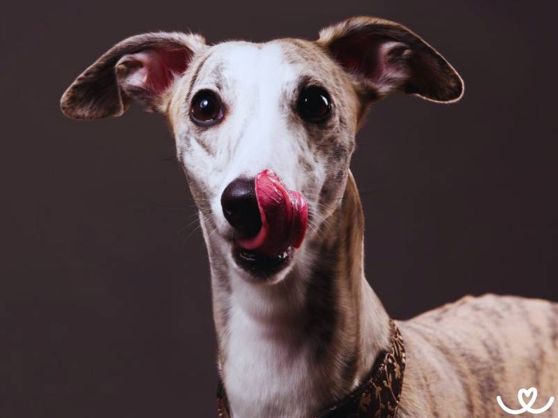 Vipet je psí sportovec vhodný do akční rodiny