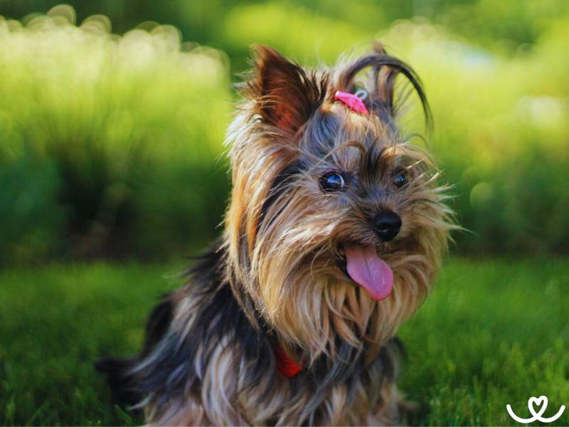 Jorkšírský teriér je malý, ale snadno zvlčí