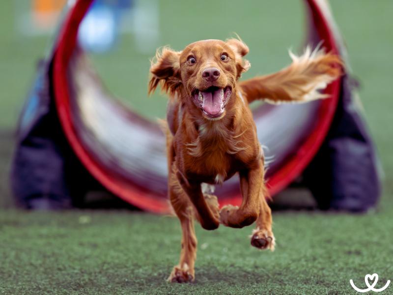 Jak se psem začít s agility