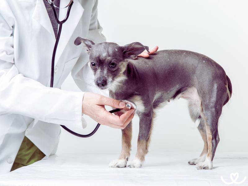 Jak pomoci psovi s psincovým kašlem