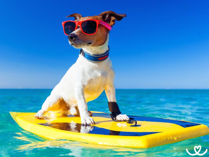 Se psem k moři: Jak se připravit a co vzít s sebou