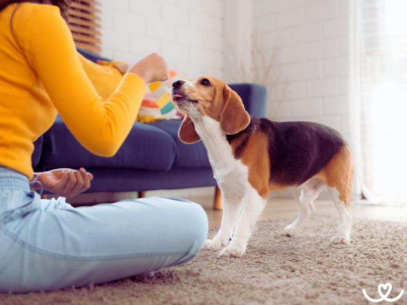 Jak trénovat psa s pomocí shapingu