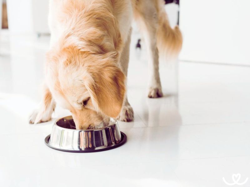 Jak správně číst složení psího krmiva