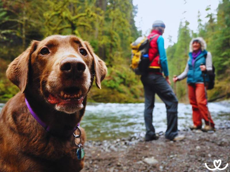 Sportovní plemena psů, která baví běh i túry