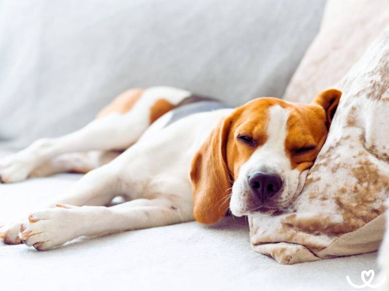 Středně velká psí plemena, co se ještě vejdou do bytu