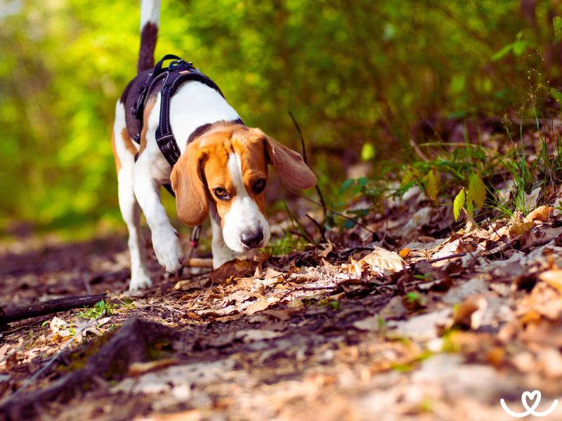 Všechno, co potřebujete vědět o bylinných olejích pro psy