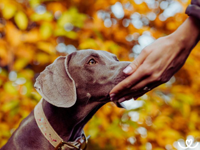 Tajemství psího čichu: Co všechno pes vyčmuchá