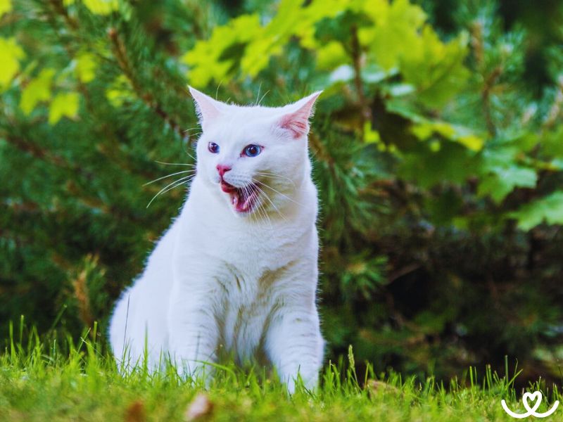 Turecká angora je ochotná nechat se trénovat