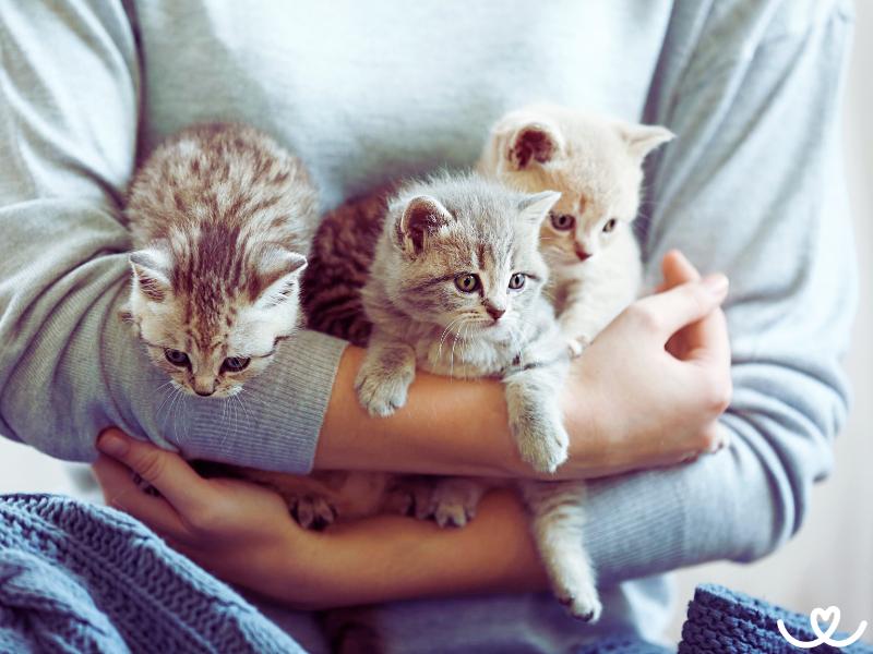 Jak na uchovnění kočky krok za krokem