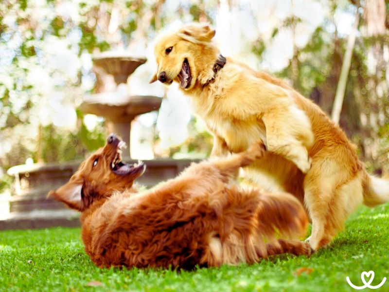 Útok psa aneb On si chce jen hrát...