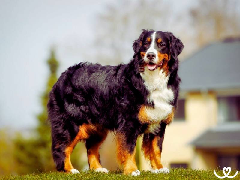 Velká psí plemena, kterým nevadí žít venku