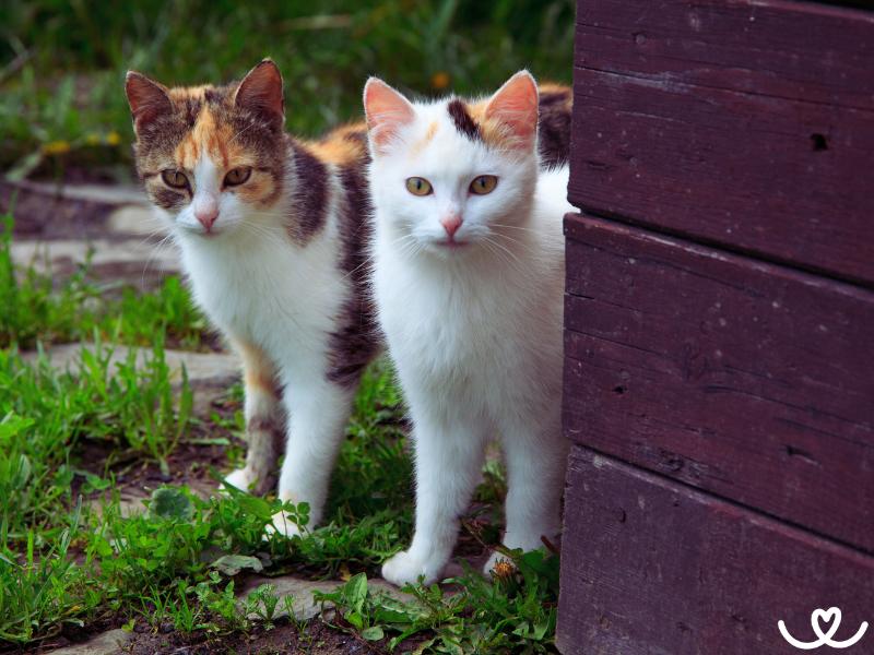 Venkovní a bytová kočka: Jaké jsou výhody a nevýhody?