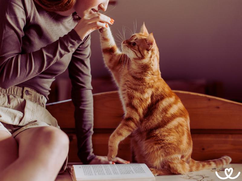 Jak vycvičit kočku, aby to byla zábava