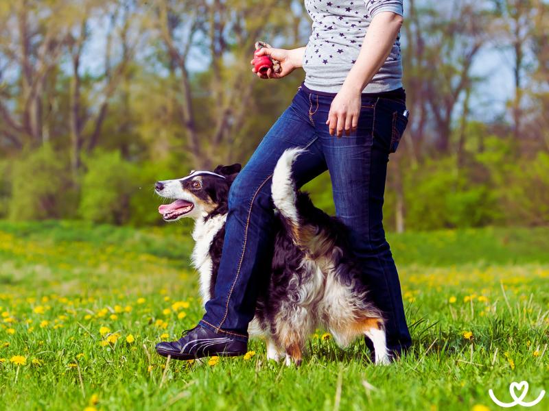 Jak připravit psa na zkoušky rally obedience