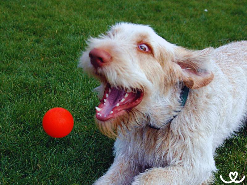 Psi-plemena-na-flyball