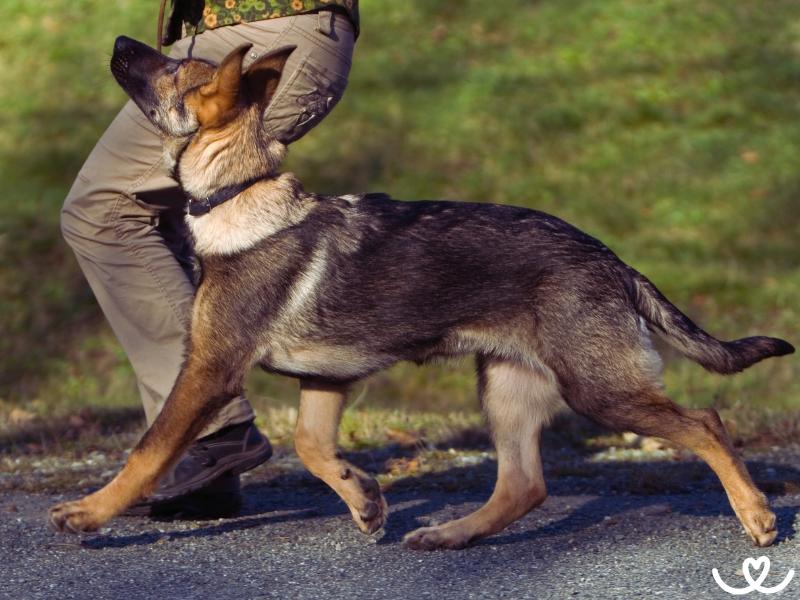 Psi-plemena-na-rally-obedience